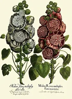 Lavatera: Lavatera trimestris