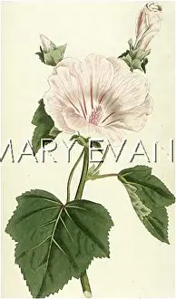 Lavatera: LAVATERA TRIMESTRIS