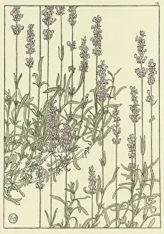 Foord: Lavender
