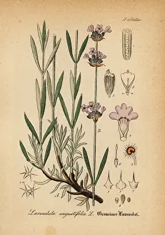Gewachse: Lavender, Lavandula angustifolia