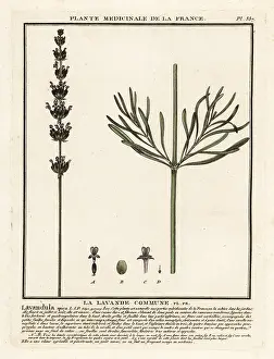 Aromatherapy: Lavender, Lavandula angustifolia