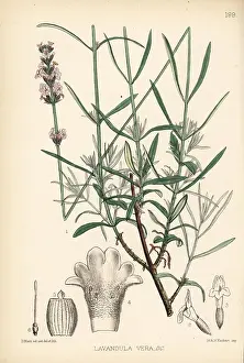 Subsp: Lavender, Lavandula angustifolia subsp. pyrenaica