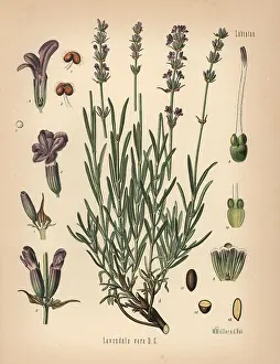 Subsp: Lavender, Lavandula angustifolia subsp. pyrenaica