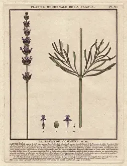 Bulliard: Lavender, Lavandula spica
