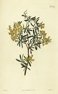 Godalming: Lavender-leaved anthyllis, Anthyllis hermanniae