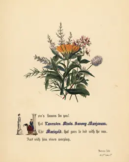 Savory: Lavender, Mints, Savory, Marjoram and Marigold