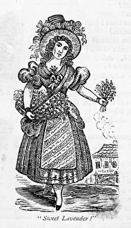 Posey: LAVENDER SELLER/1810