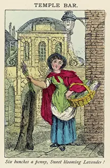 Bloomin: LAVENDER SELLER/ST CRIES