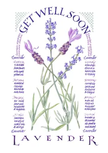 Listing: Lavender ? Get Well Soon