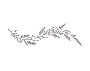 Miyuki: Lavender spray