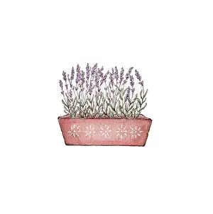 Miyuki: Lavender in a terracotta trough