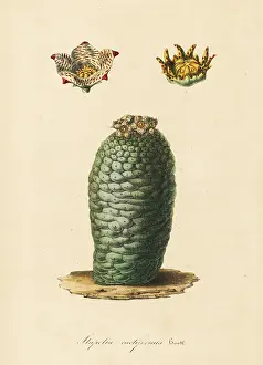 Stapelia: Lavrania cactiformis