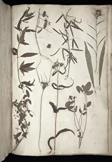 Herbarium: Lawson plant specimens