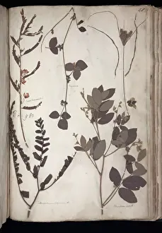 Herbarium: Lawson plant specimens