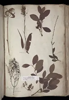 Herbarium: Lawson plant specimens
