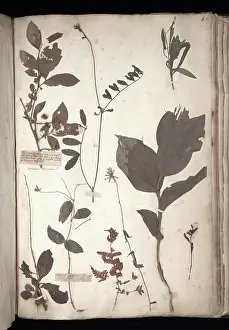 Herbarium: Lawson plant specimens