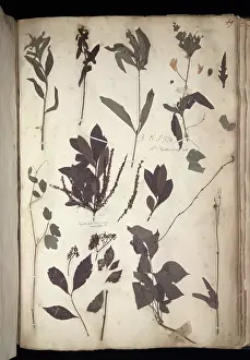 Herbarium: Lawson plant specimens
