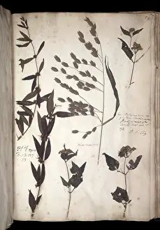Herbarium: Lawson plant specimens