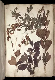 Herbarium: Lawson plant specimens