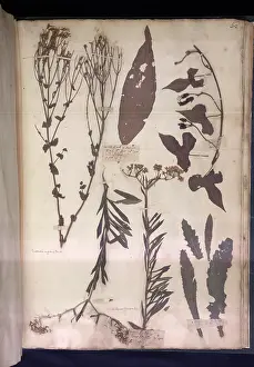 Herbarium: Lawson plant specimens