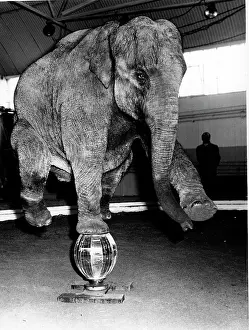 Laxmi: Laxmi The Elephant