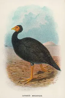 Layards: LAYARD'S MEGAPODE