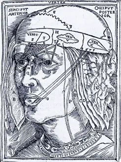 Dissect: Layers of the Brain