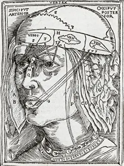 Dissect: Layers of the Brain