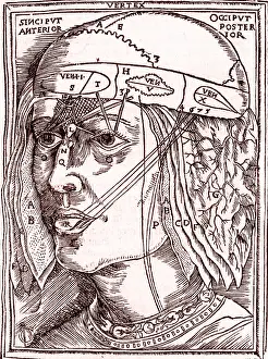 Dissect: Layers of the Brain