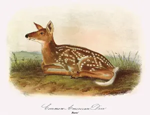 Woodhouse: Laying Deer