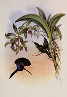 Orchids: Lazuline Sabre-Wing, Campylopterus Lazulus