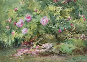 Lazy: Lazy Afternoon ' cat under a rose bush