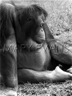Lazily: LAZY ORANG UTAN