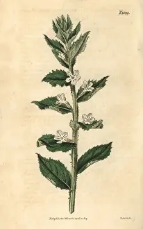Couchman: Lazybush, Oftia africana