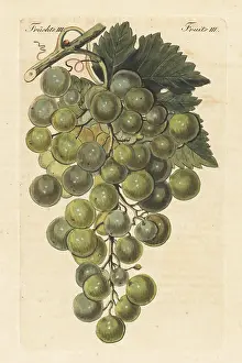 Pomology: Le Chasselas blanc, white grape variety, Vitis vinifera