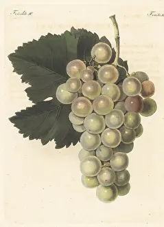 Engraved Plates: Le Chasselas vert, white grape variety