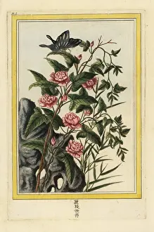 Chinoiserie: Le Liseron rouge a fleurs doubles