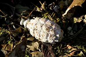 Maur: Le Main de Massiges - Mountrouet - Hand Grenade