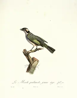 Merle: Le Merle palmiste, blackbird in cabbage tree