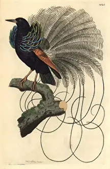 Nigricans: Le Nebuleux bird of paradise, Paradisea nigricans