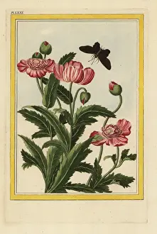 Orientale: Le Pavot a fleurs doubles