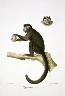 Brun: Le Sajou Brun, Male