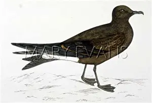 Petrel: LEACH'S PETREL