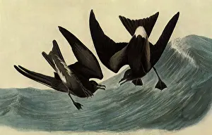 Petrels: Leach's Petrels