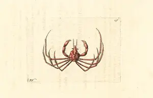 Phalangium: Leach's spider crab, Inachus phalangium