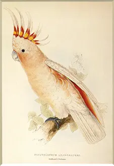 Cockatoo: Leadbeater's, Major Mitchell's, or Pink Cockatoo