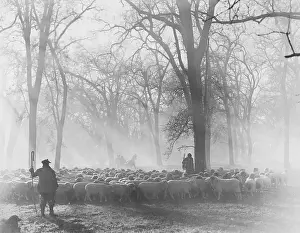 Grouping: Leading the Flock - sheepherders at work