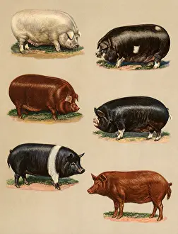 Hogs: Leading Types of Hogs