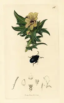 John Curtis: Leaf beetle, Psylliodes chalcomerus, on common henbane