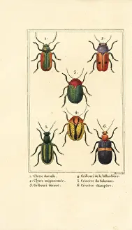 Pleasing: Leaf beetles